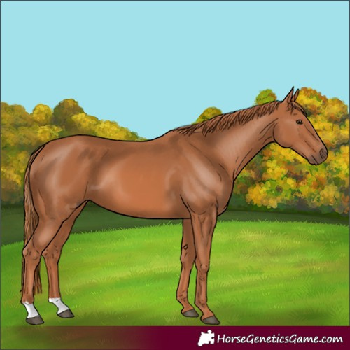 Horse Color:Chestnut 