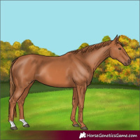 Horse Color:Chestnut 