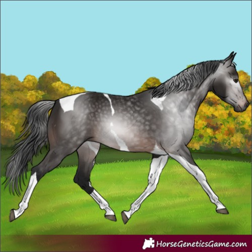 Horse Color:Gray Bay Tobiano 
