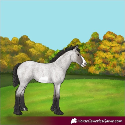 Horse Color:Unknown 
