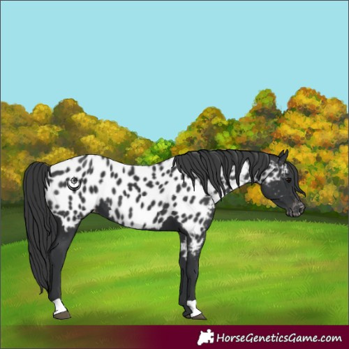 Horse Color:Black Near Leopard 