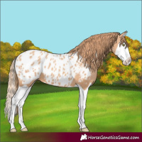 Horse Color:Gold Champagne Splash Appaloosa