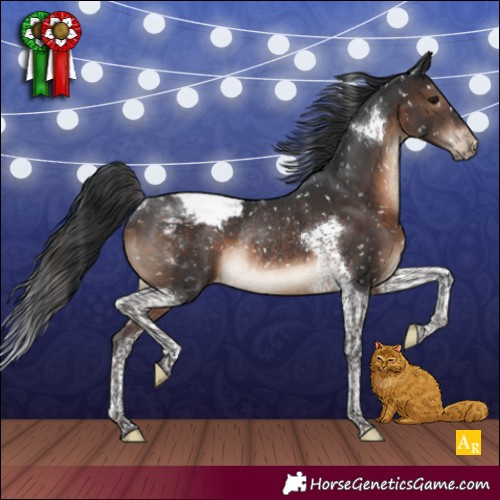 Horse Color:Brown Tobiano Appaloosa Rabicano 
