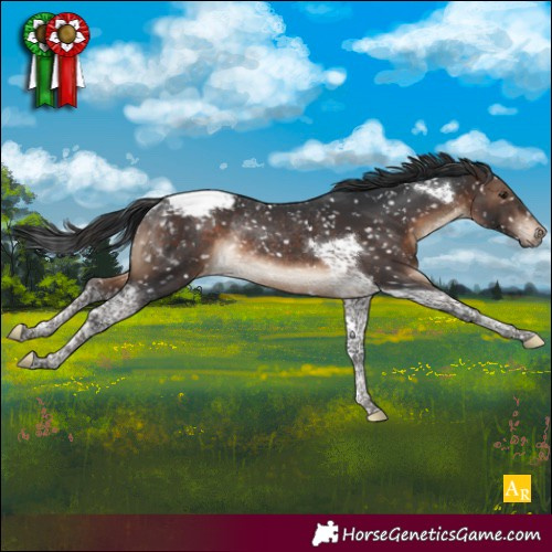 Horse Color:Brown Tobiano Snowcap Rabicano 