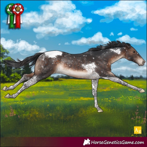 Horse Color:Brown Tobiano Appaloosa Rabicano