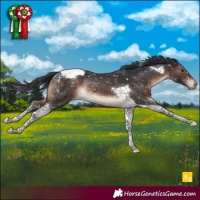 Horse Color:Brown Tobiano Appaloosa Rabicano