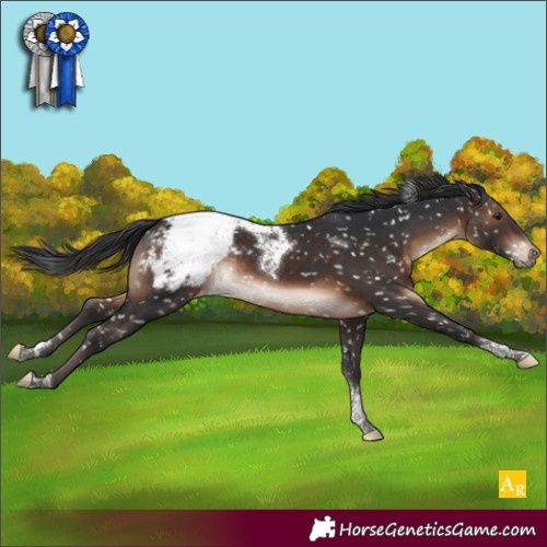 Horse Color:Brown Tobiano Snowcap Rabicano