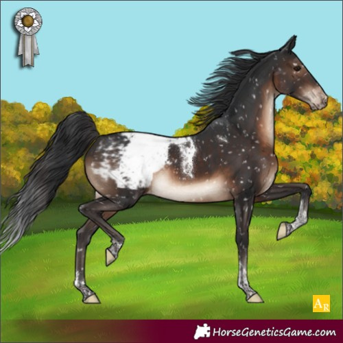 Horse Color:Brown Tobiano Appaloosa Rabicano