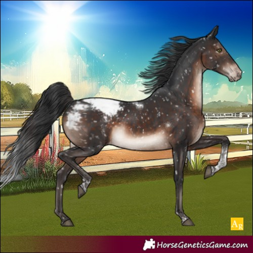 Horse Color:Brown Mushroom Tobiano Appaloosa Rabicano 