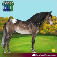 Horse Color:Brown Dun Tobiano Appaloosa Brindle 