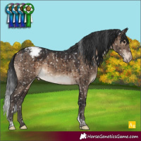Horse Color:Brown Dun Tobiano Appaloosa Brindle 