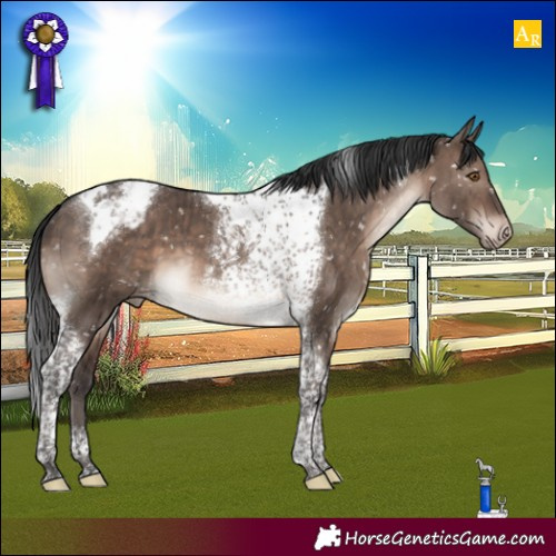 Horse Color:Brown Dun Mushroom Tobiano Appaloosa Brindle 