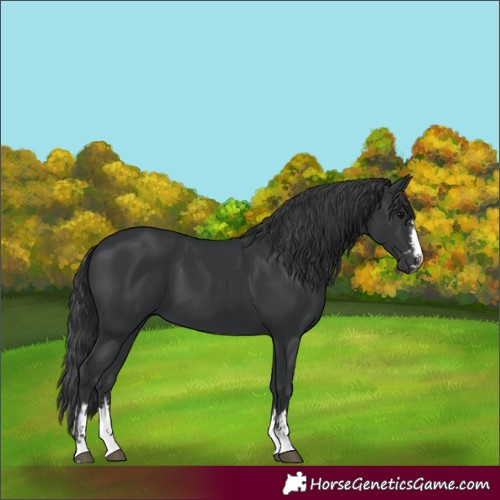 Horse Color:Black  and Black 