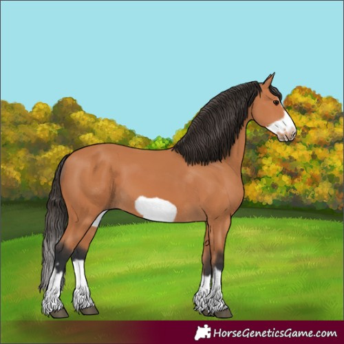 Horse Color:Bay Splash Frame 