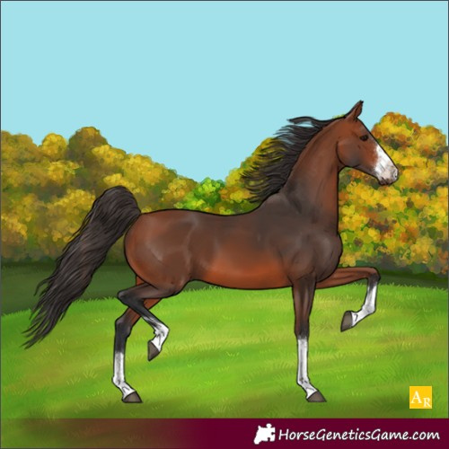 Horse Color:Bay 