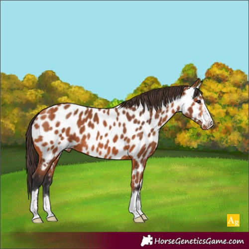 Horse Color:Bay Near Leopard 