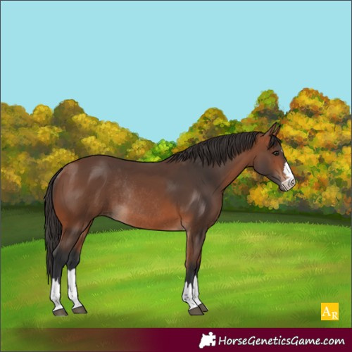 Horse Color:Bay Rabicano