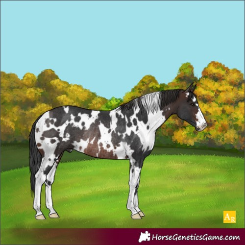 Horse Color:White Spotted Brown Rabicano 