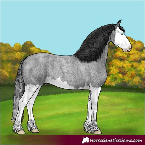 Horse Color:Blue Roan Splash