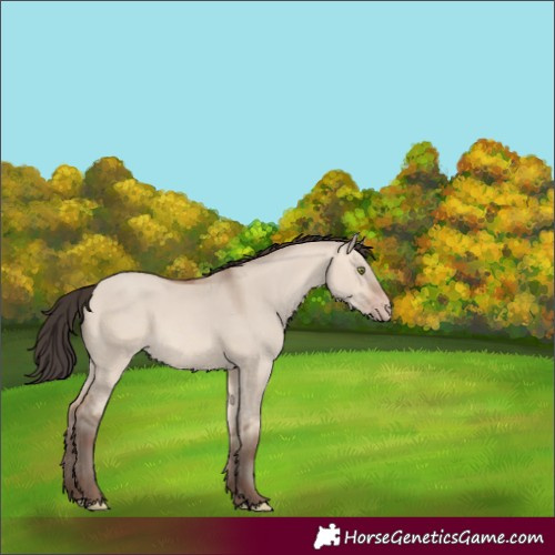 Horse Color:Amber Champagne Dun
