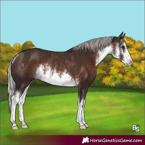 Horse Color:White Spotted Silver Brown Rabicano 
