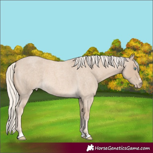 Horse Color:Cremello Roan
