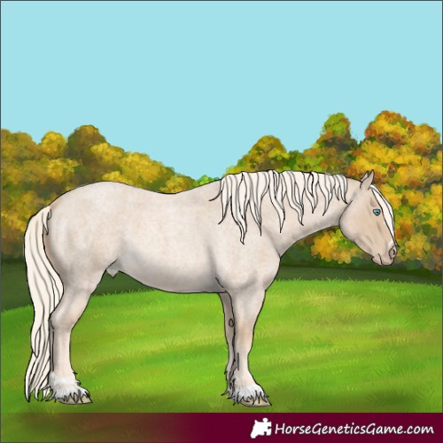 Horse Color:Cremello Roan