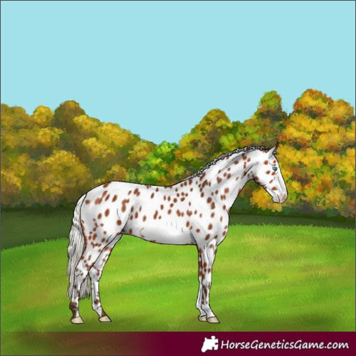 Horse Color:Silver Bay Frame Appaloosa