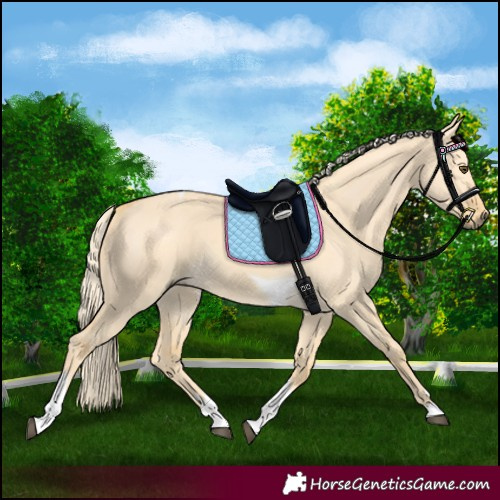Horse Color:Palomino Dun Tobiano 