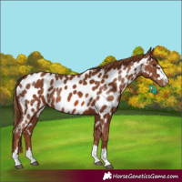 Horse Color:Chestnut Near Leopard