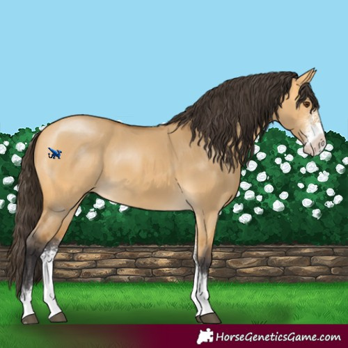 Horse Color:Buckskin Dun Sabino 
