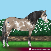 Horse Color:White Spotted Brown Dun Sabino Rabicano 