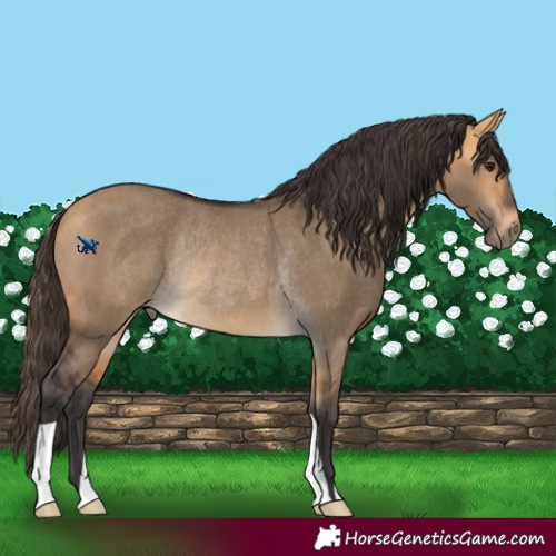 Horse Color:Buckskin Dun Rabicano