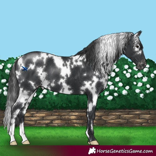 Horse Color:White Spotted Black Appaloosa