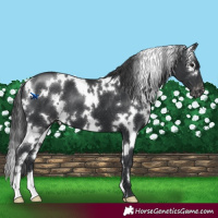 Horse Color:White Spotted Black Varnish