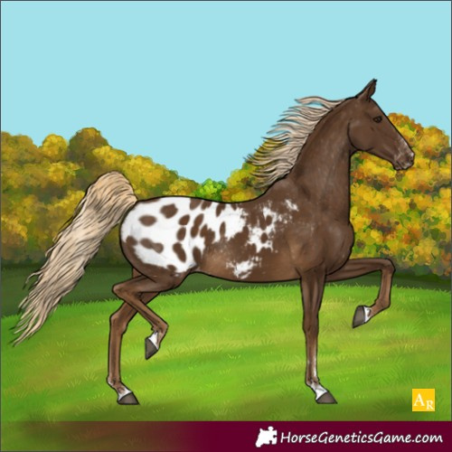 Horse Color:Chocolate Palomino Appaloosa Rabicano 