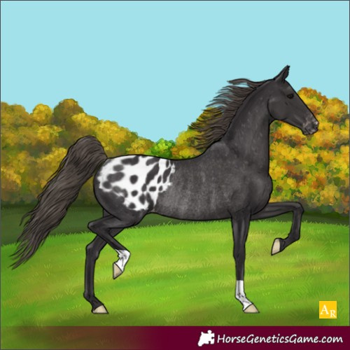 Horse Color:Smoky Black Appaloosa Rabicano 