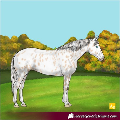 Horse Color:Palomino Pearl Appaloosa 