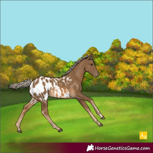 Horse Color:Chocolate Palomino Appaloosa 