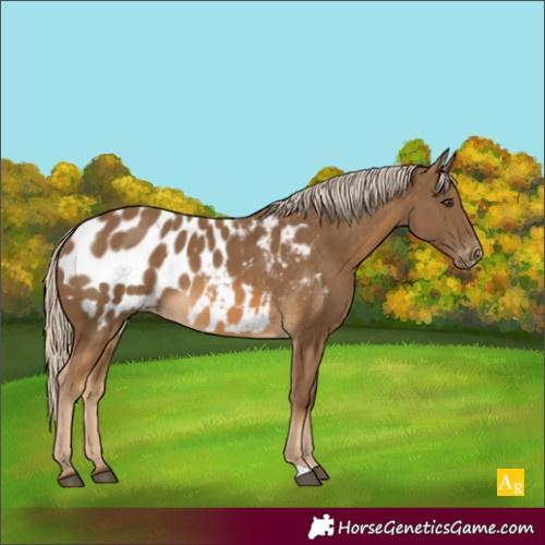 Horse Color:Chocolate Palomino Blanket 