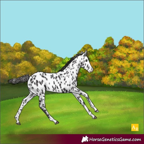 Horse Color:Smoky Black Near Leopard 