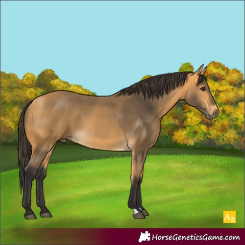 Horse Color:Buckskin 