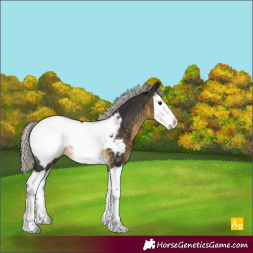 Horse Color:Silver Buckskin Splash Appaloosa Rabicano 