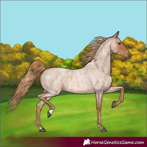 Horse Color:Red Roan 