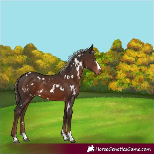 Horse Color:White Spotted Liver Chestnut Appaloosa 