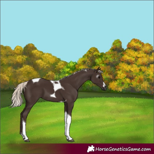 Horse Color:Gray Silver Black Tobiano 