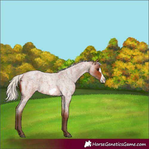 Horse Color:Silver Bay Roan Frame