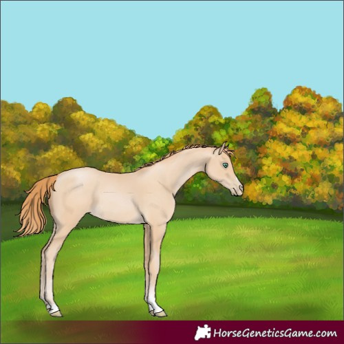 Horse Color:Smoky Black Pearl
