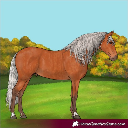 Horse Color:Silver Bay and Silver Bay