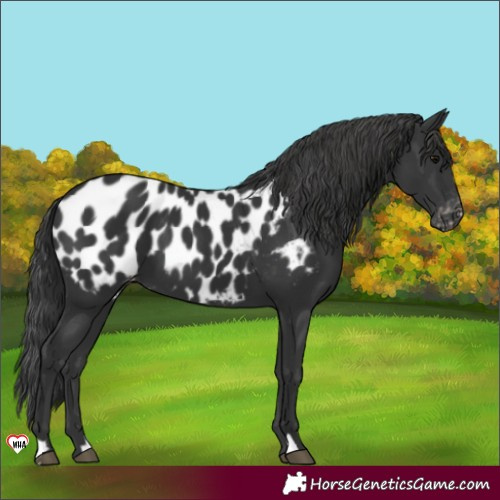 Horse Color:Black Near Leopard 